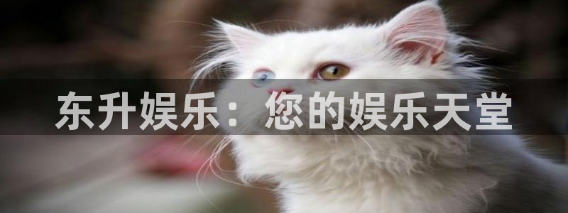 辉达娱乐包怎么样：东升娱乐：您的娱乐天堂